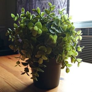 Herb Decorating Plant